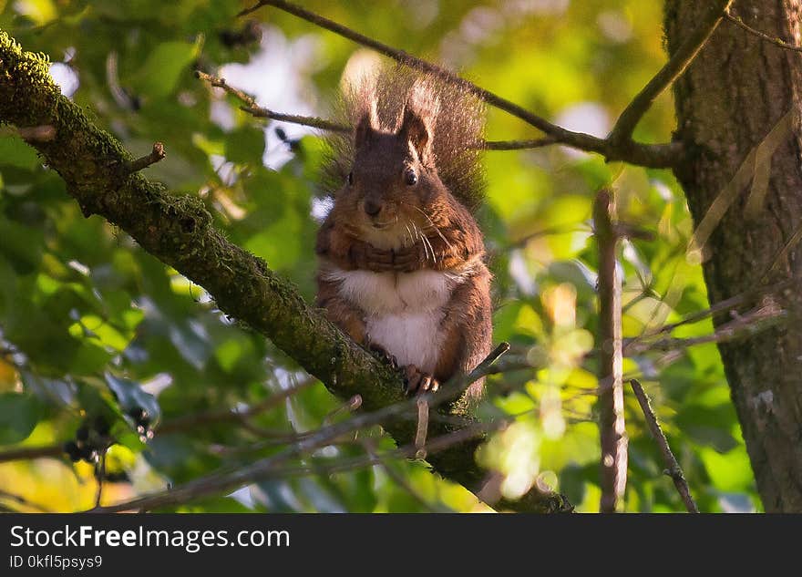 Squirrel, Fauna, Mammal, Branch