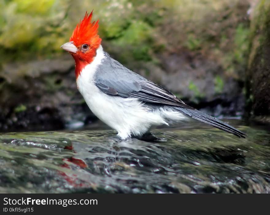 Bird, Fauna, Beak, Cardinal