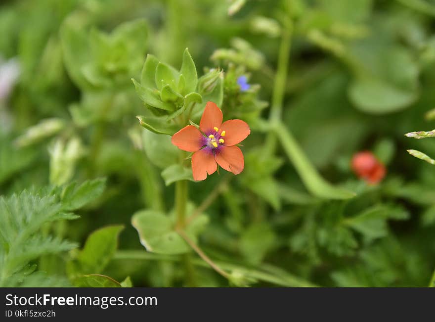 Flower, Flora, Plant, Flowering Plant