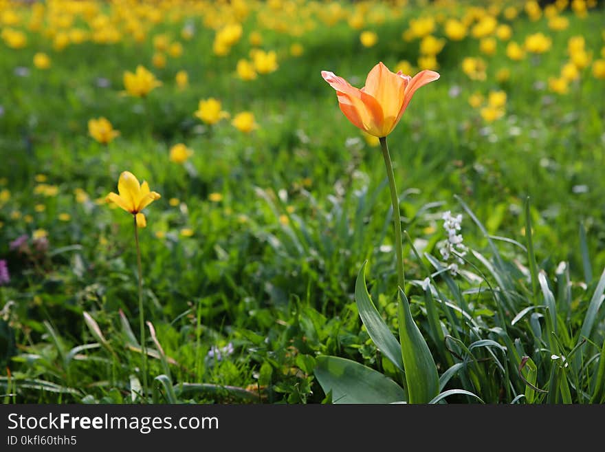 Flower, Plant, Wildflower, Vegetation