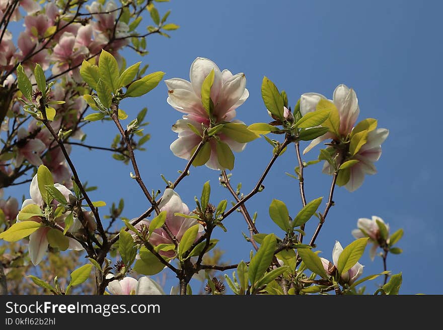 Flower, Plant, Flora, Spring