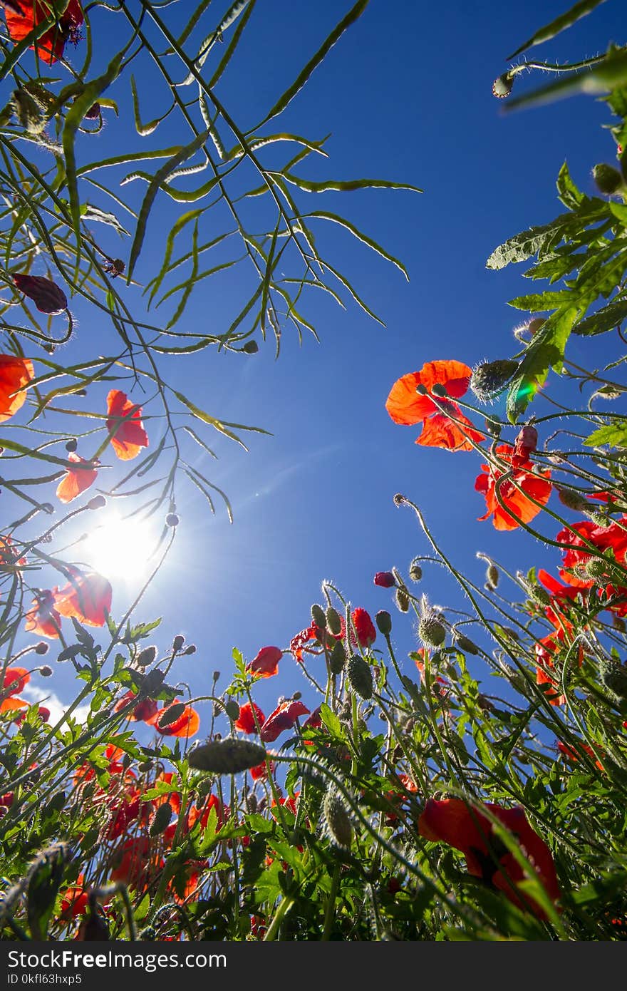 Sky, Flower, Flora, Leaf