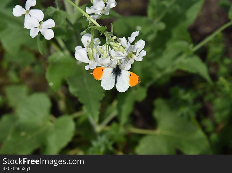 Flower, Flora, Flowering Plant, Pollinator