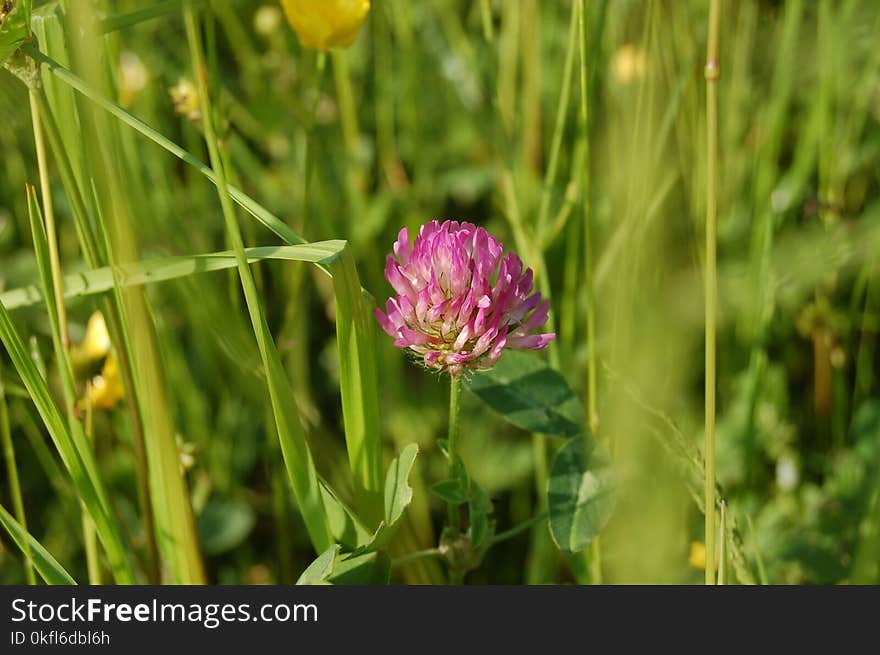 Flower, Plant, Meadow, Flora