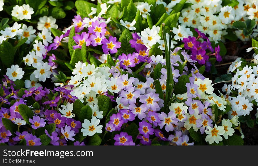 Flower, Plant, Flowering Plant, Primula