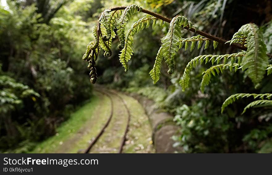 Vegetation, Forest, Rainforest, Jungle