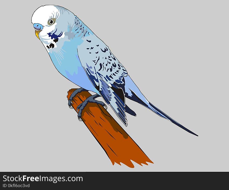 Bird, Common Pet Parakeet, Beak, Parrot