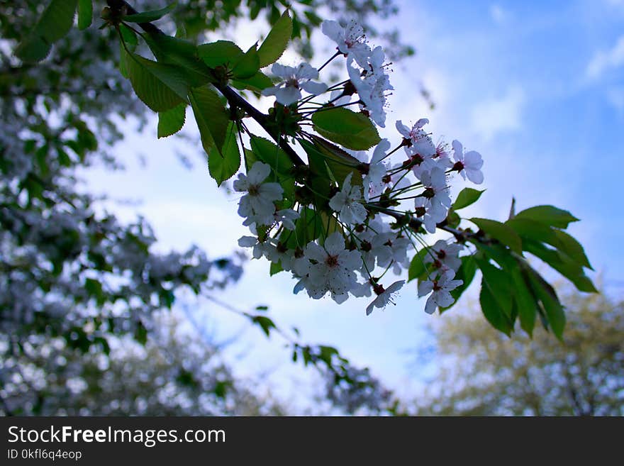 Blossom, Branch, Spring, Plant