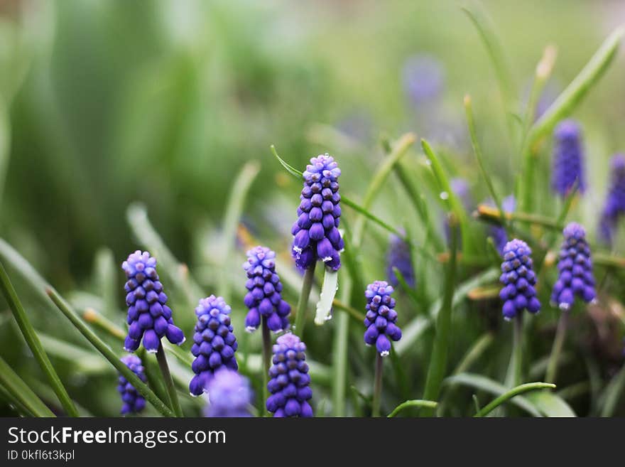 Plant, Flower, Hyacinth, Grass