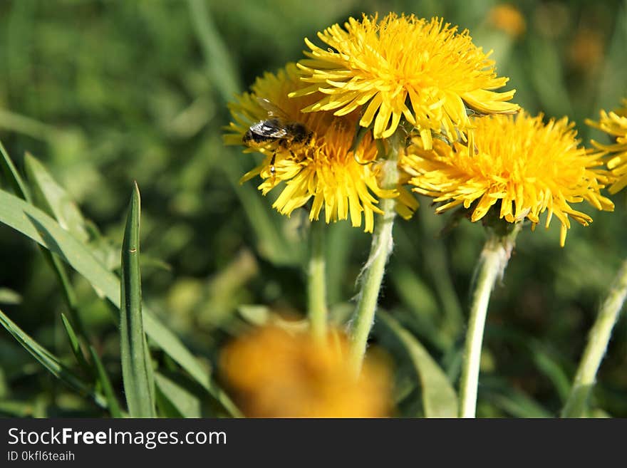 Honey Bee, Flower, Bee, Nectar