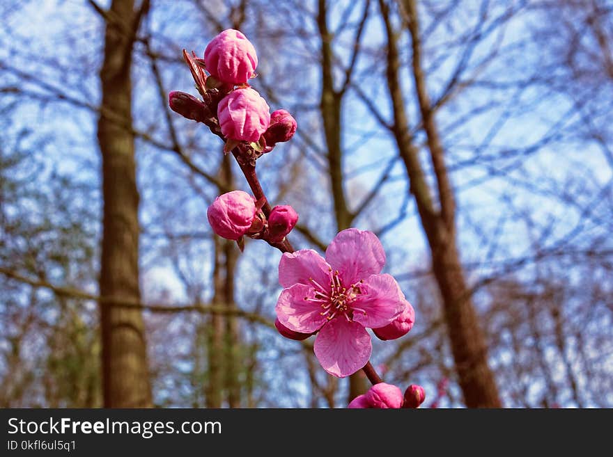 Blossom, Pink, Flora, Spring