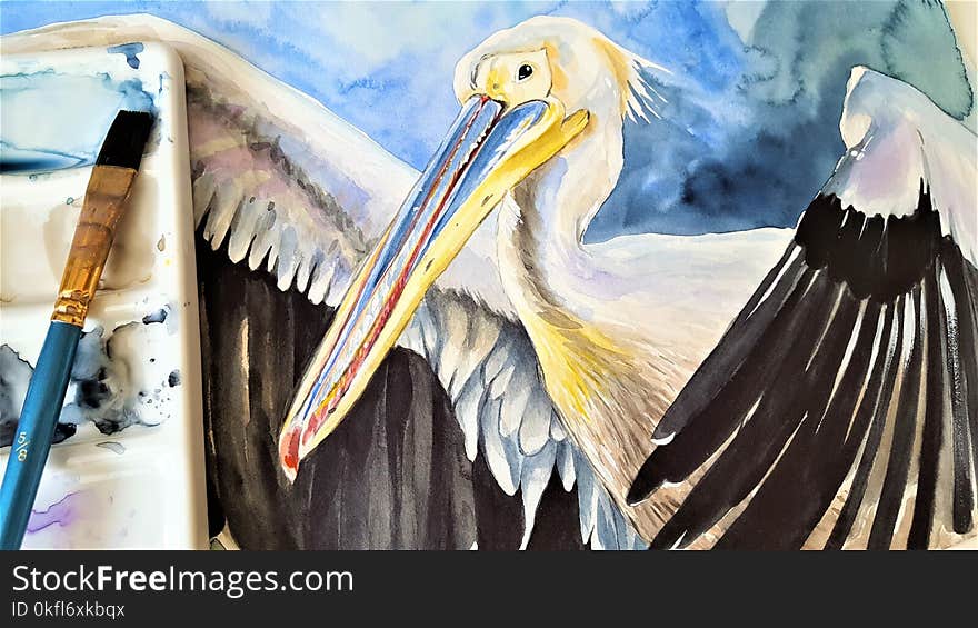 Pelican, Seabird, Beak, Bird