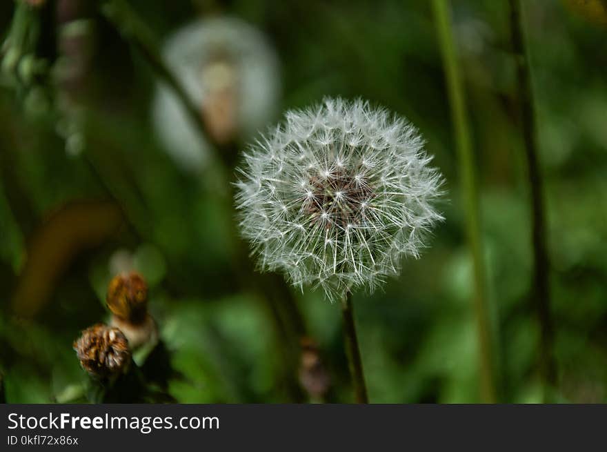 Flower, Flora, Dandelion, Plant