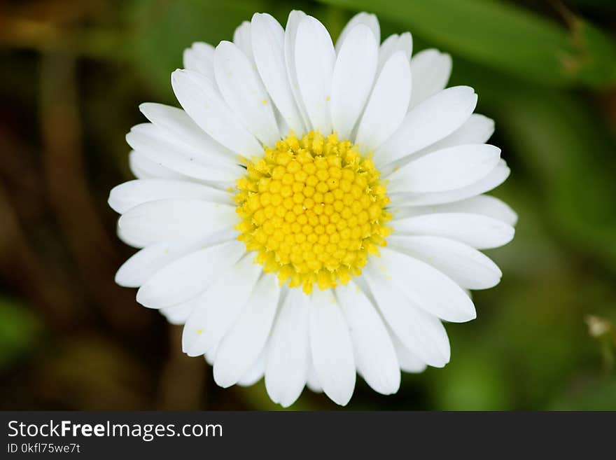 Flower, Oxeye Daisy, Chamaemelum Nobile, Yellow