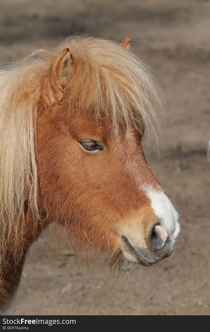 Horse, Mane, Horse Like Mammal, Pony