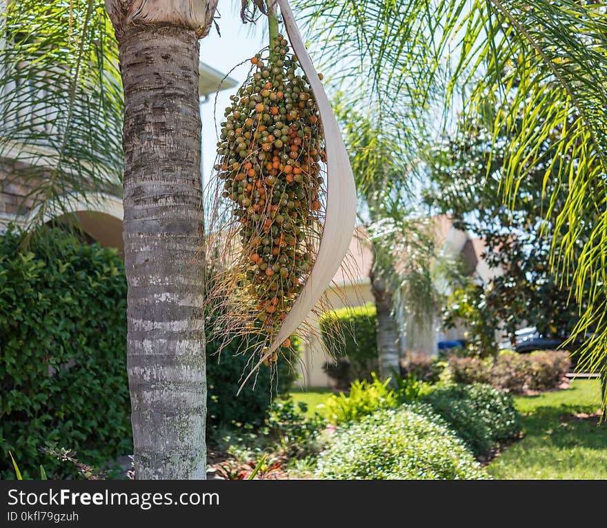 Plant, Arecales, Tree, Palm Tree