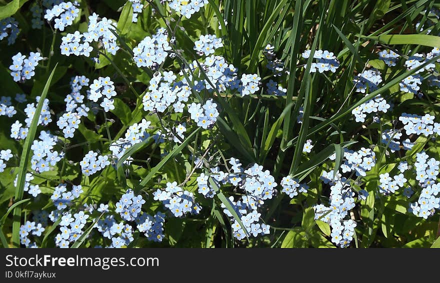 Plant, Flower, Forget Me Not, Flora