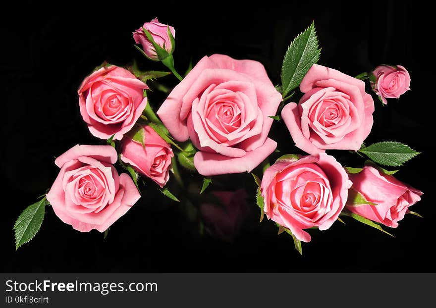 Rose, Flower, Garden Roses, Rose Family