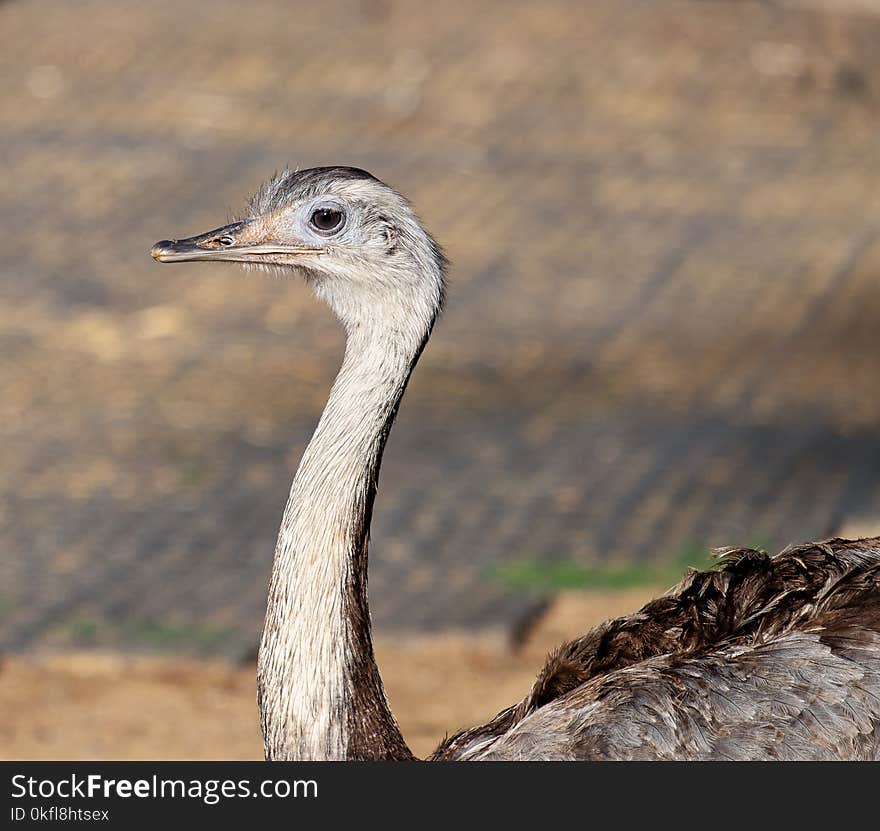 Bird, Ostrich, Beak, Fauna