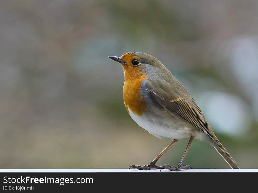 Bird, European Robin, Fauna, Beak