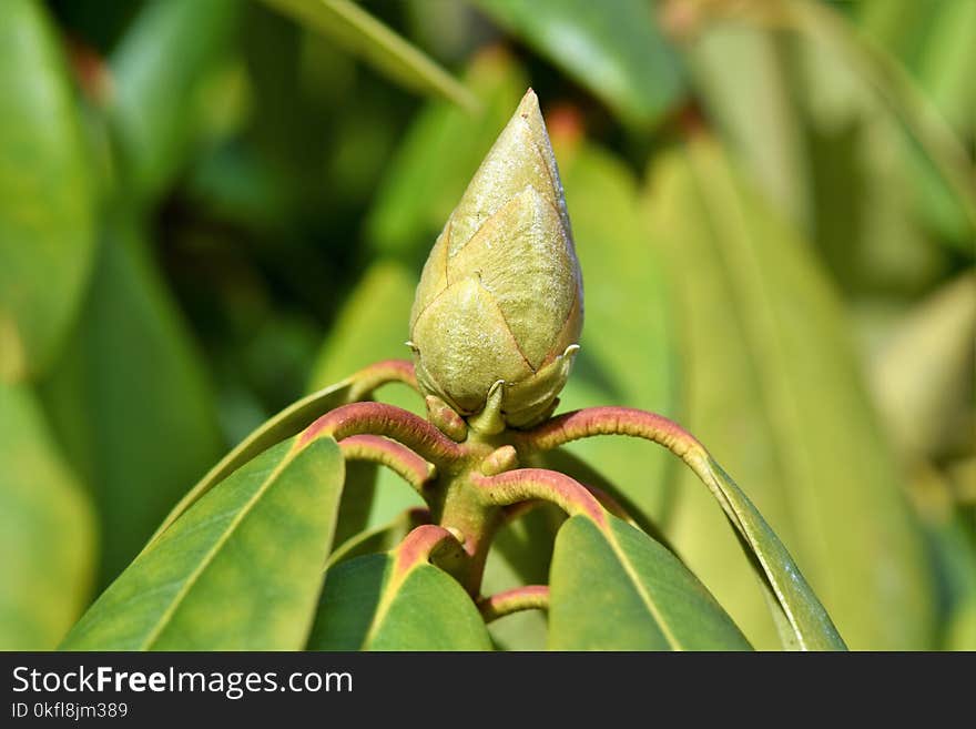 Insect, Leaf, Bud, Macro Photography