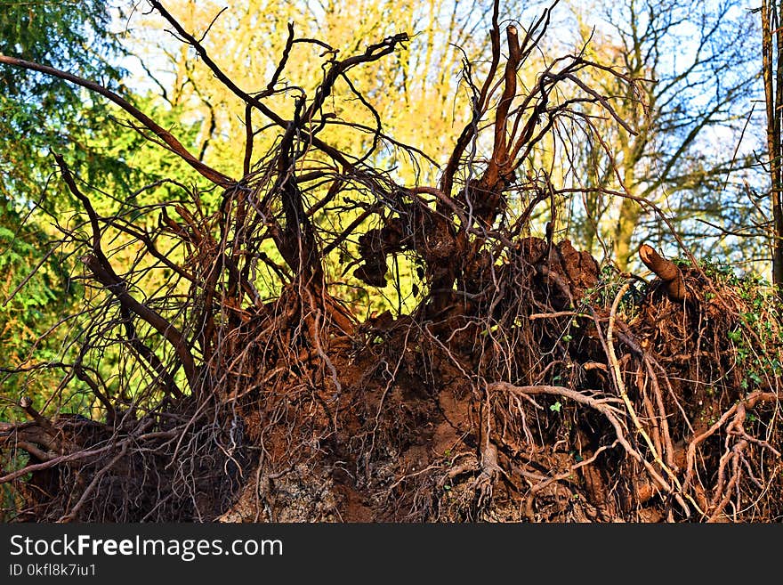 Tree, Vegetation, Ecosystem, Branch