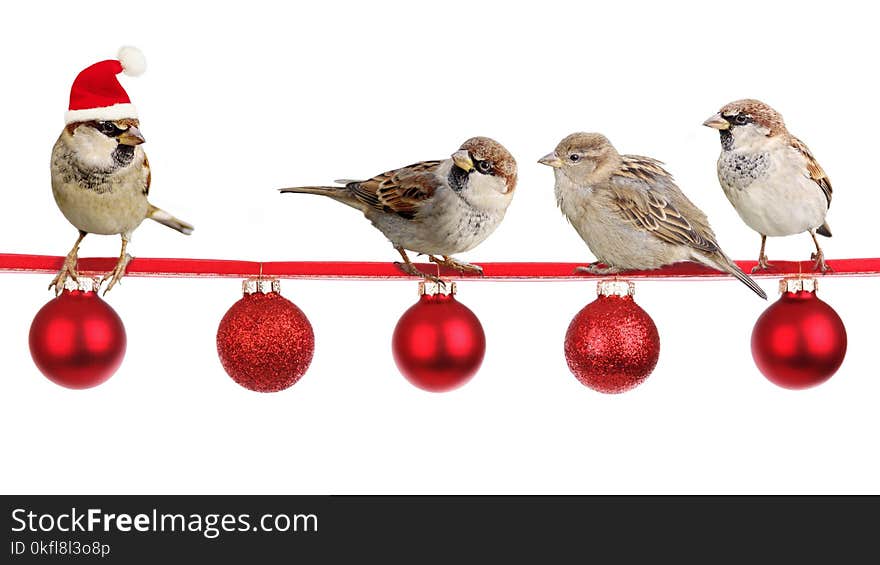 Bird, Christmas Ornament, Beak, Sparrow