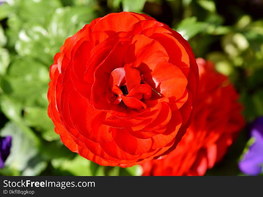 Flower, Petal, Close Up, Floribunda