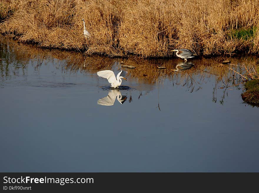 Water, Reflection, Bird, Wetland