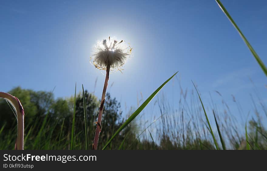 Sky, Ecosystem, Field, Dandelion