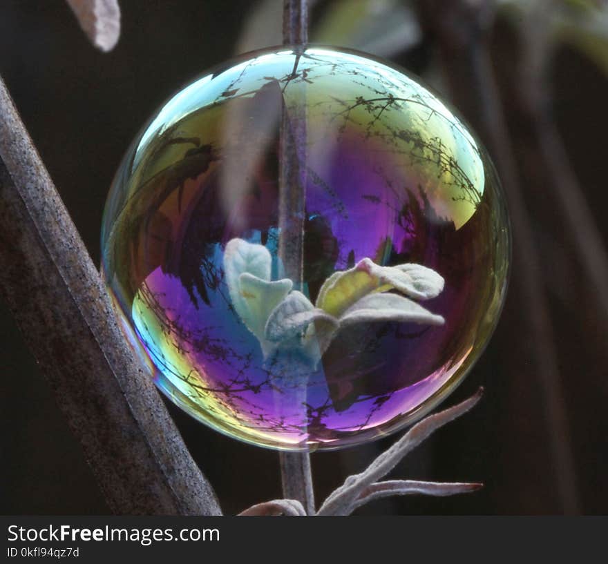 Violet, Purple, Flower, Glass