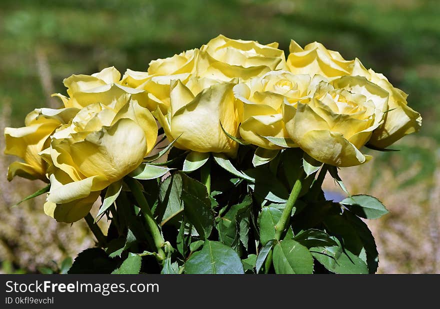 Flower, Rose Family, Rose, Yellow