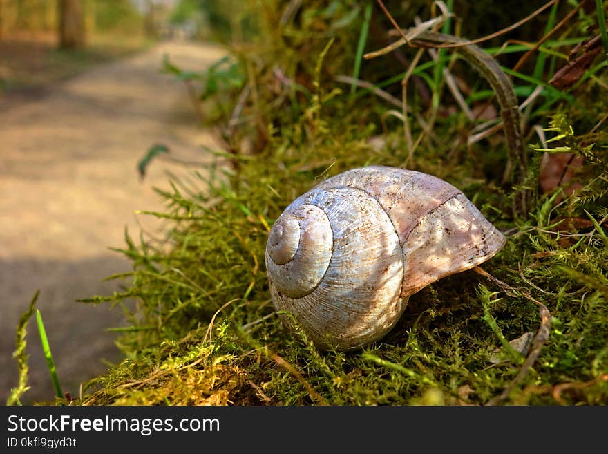 Snail, Snails And Slugs, Terrestrial Animal, Molluscs