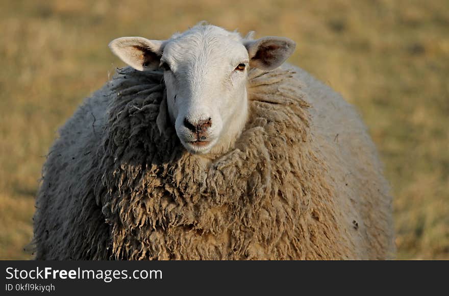 Sheep, Cow Goat Family, Livestock, Terrestrial Animal