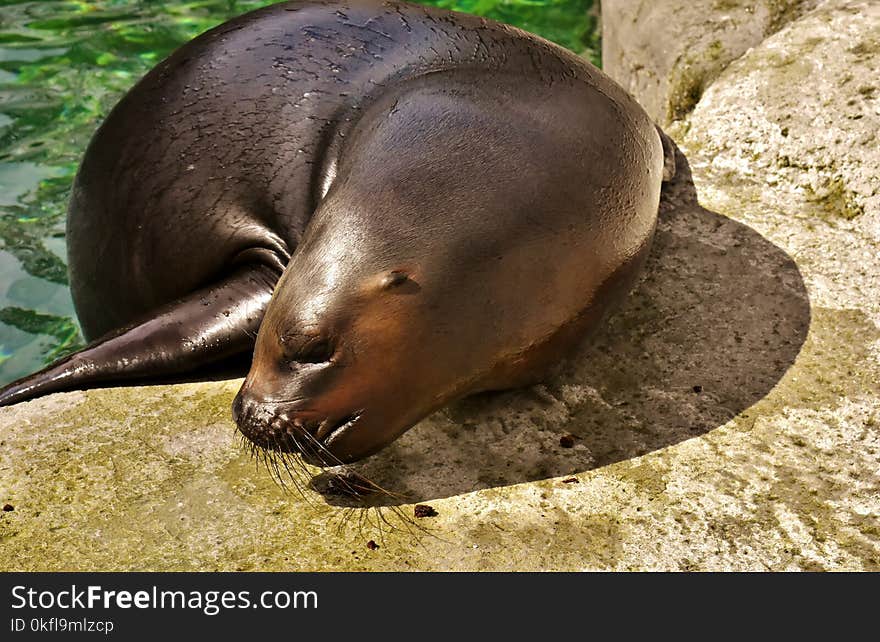 Terrestrial Animal, Seals, Fauna, Mammal