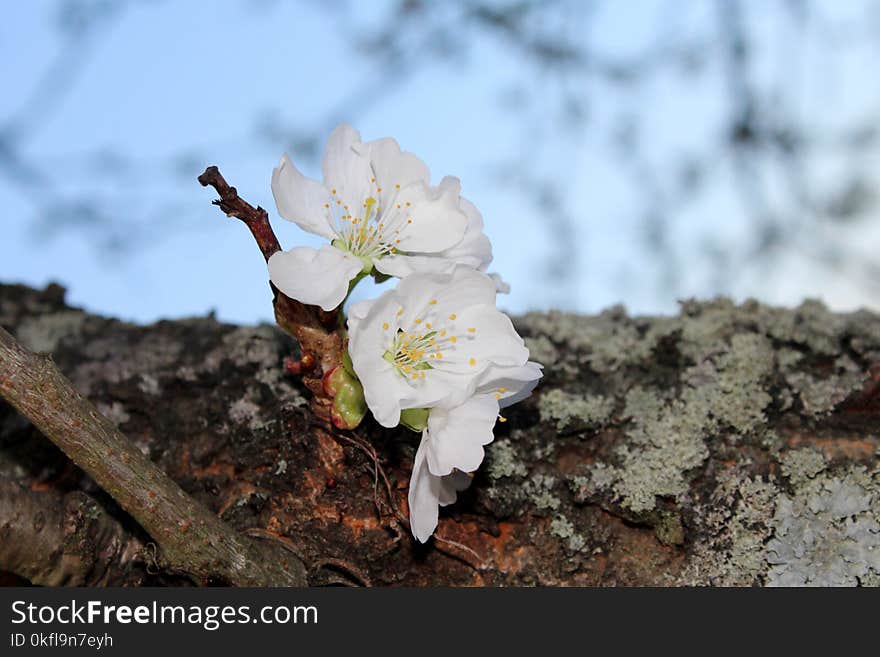 Flower, Blossom, Spring, Flora