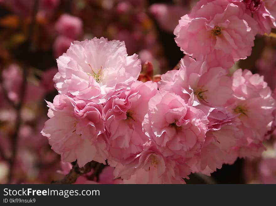 Flower, Pink, Blossom, Cherry Blossom