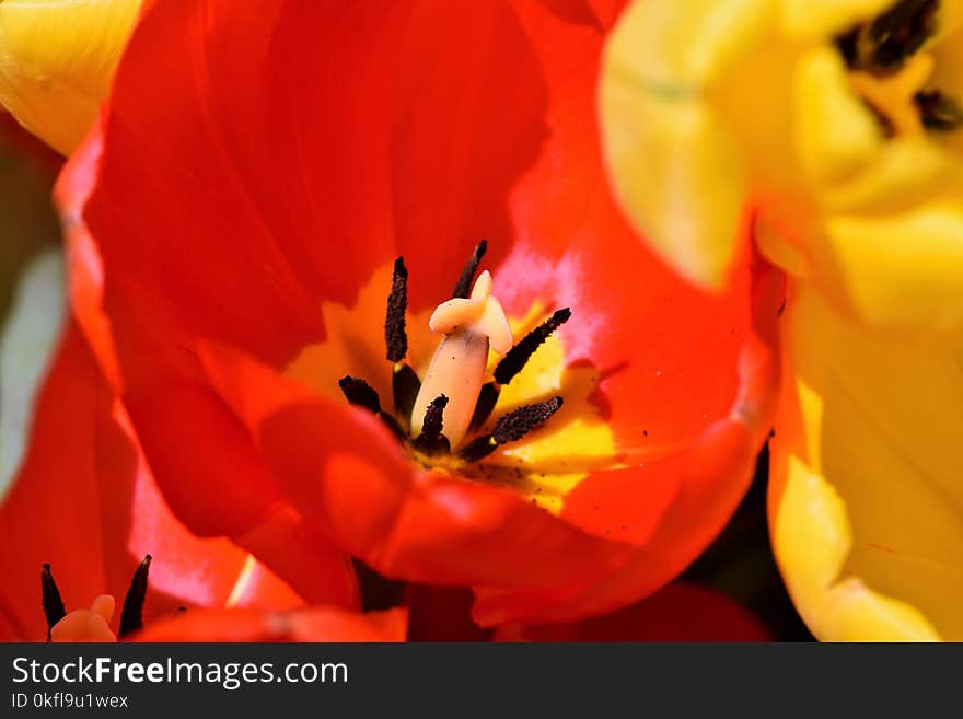 Flower, Red, Yellow, Orange