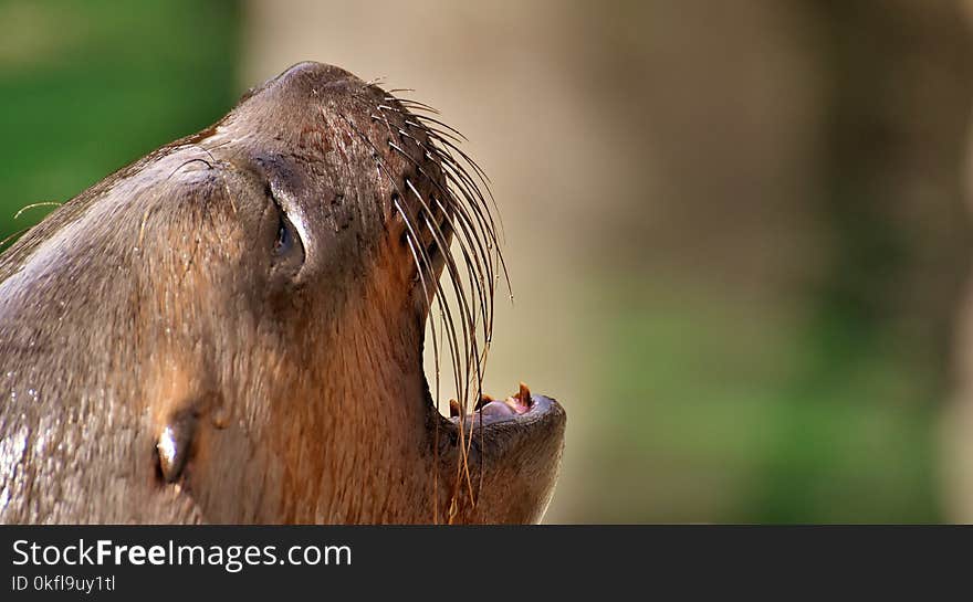 Mammal, Wildlife, Fauna, Snout