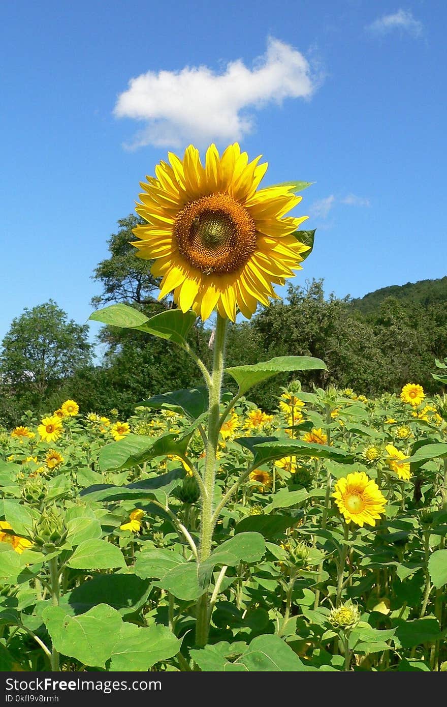 Flower, Sunflower, Yellow, Field