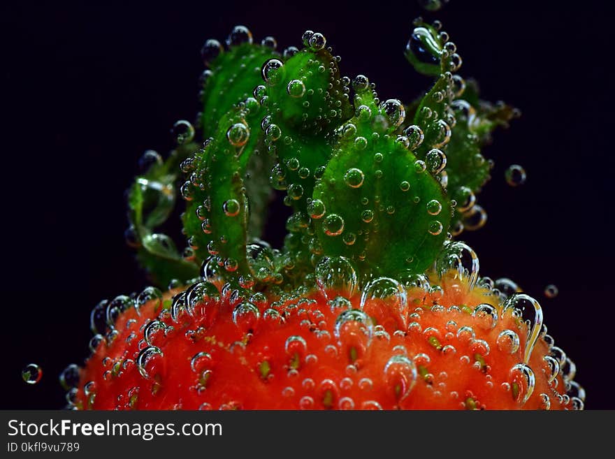 Water, Marine Biology, Organism, Macro Photography