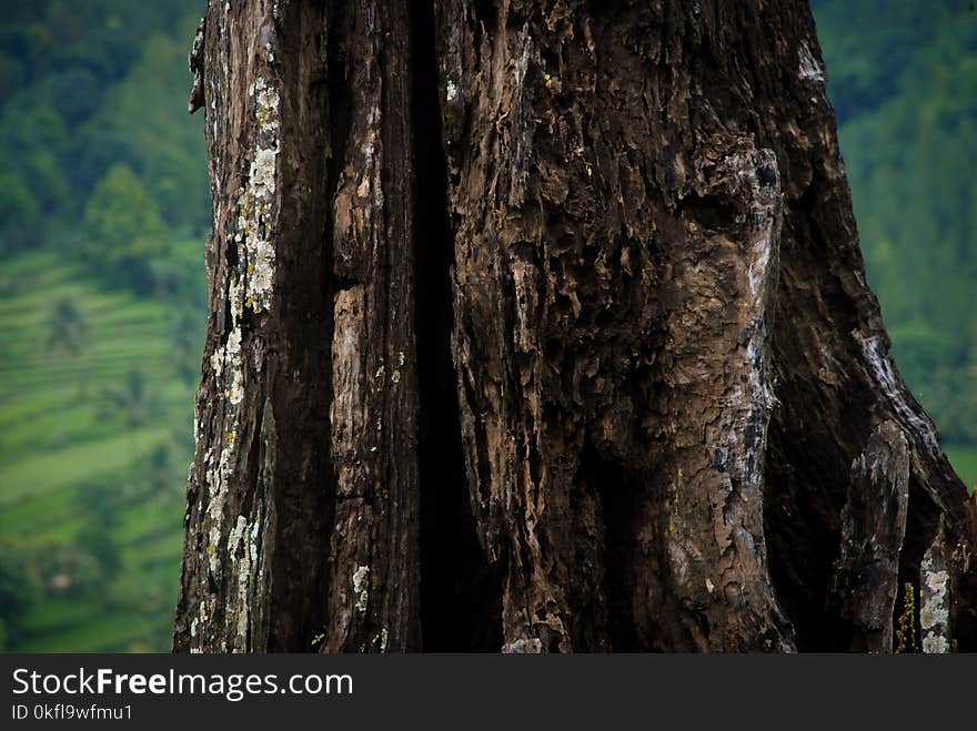 Tree, Trunk, Old Growth Forest, Forest