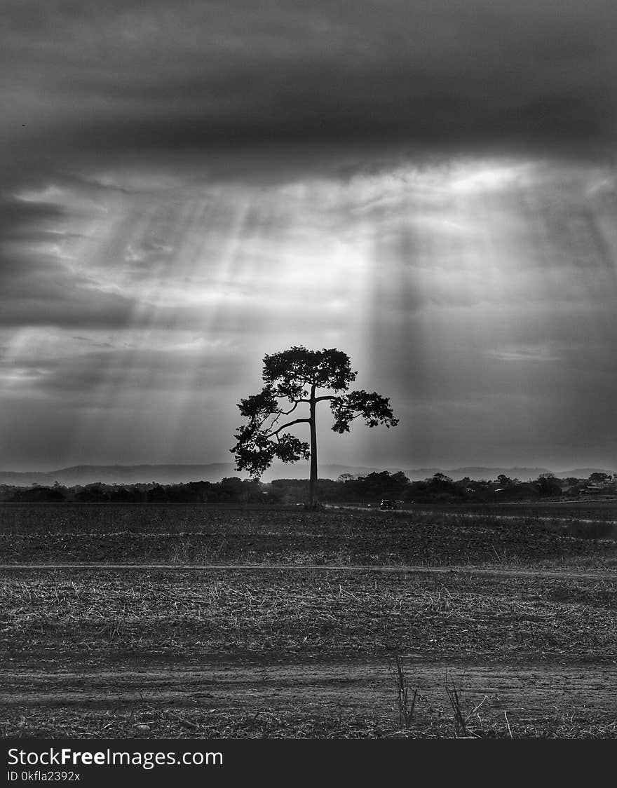 Sky, Black And White, Monochrome Photography, Tree