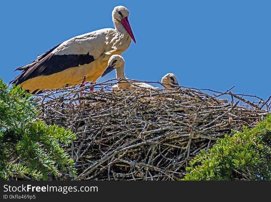 Bird, Stork, White Stork, Ecosystem