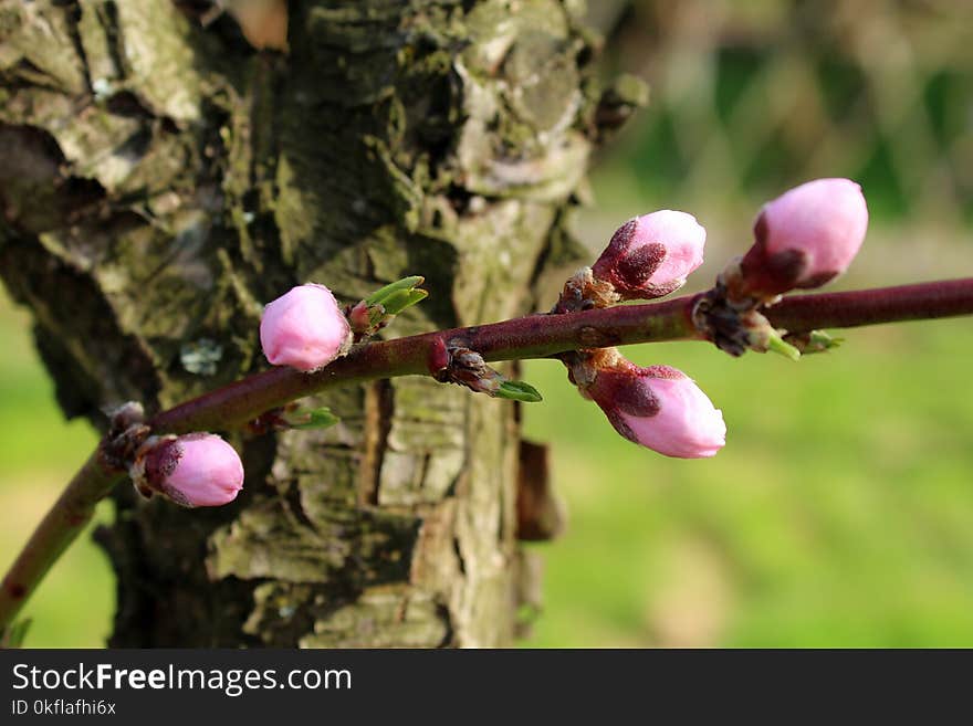 Plant, Flora, Branch, Bud