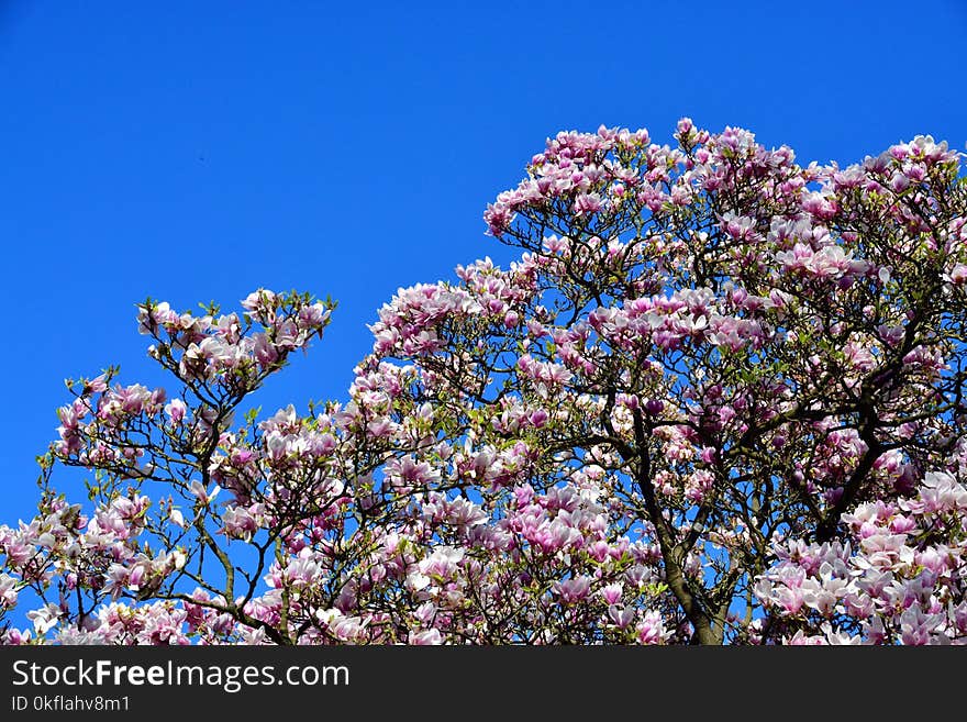 Plant, Flower, Sky, Tree