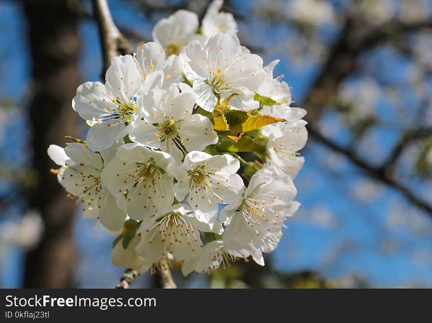 Blossom, White, Spring, Flower