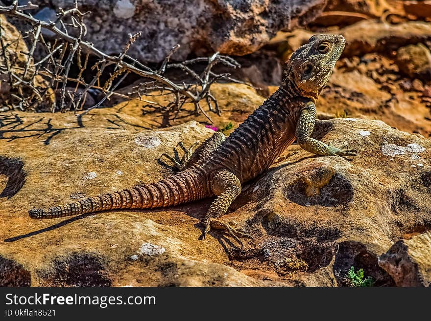 Reptile, Scaled Reptile, Fauna, Lizard