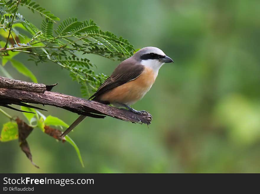 Bird, Beak, Fauna, Branch