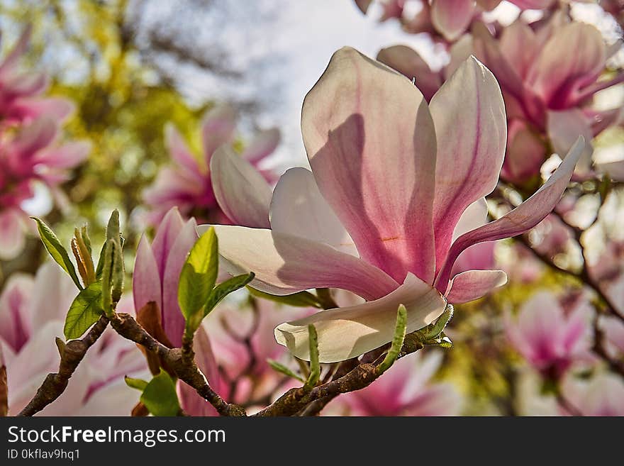 Flower, Plant, Pink, Flowering Plant